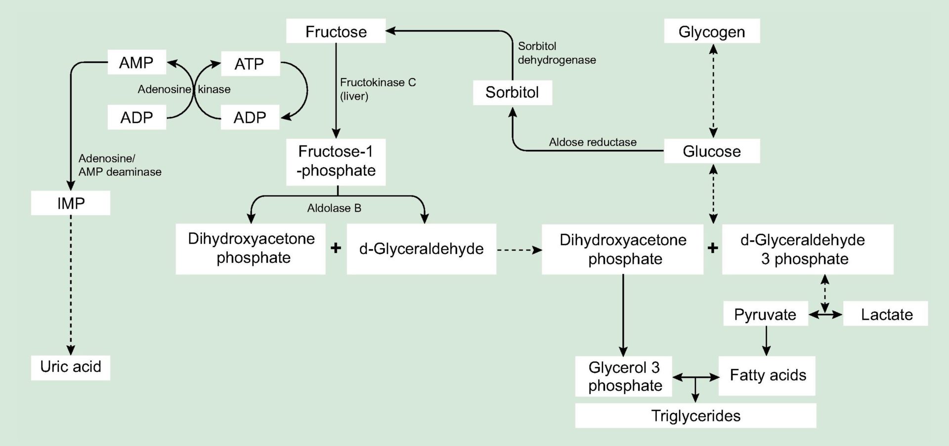 crossfit-fructose-and-sugar-a-major-mediator-of-non-alcoholic-fatty