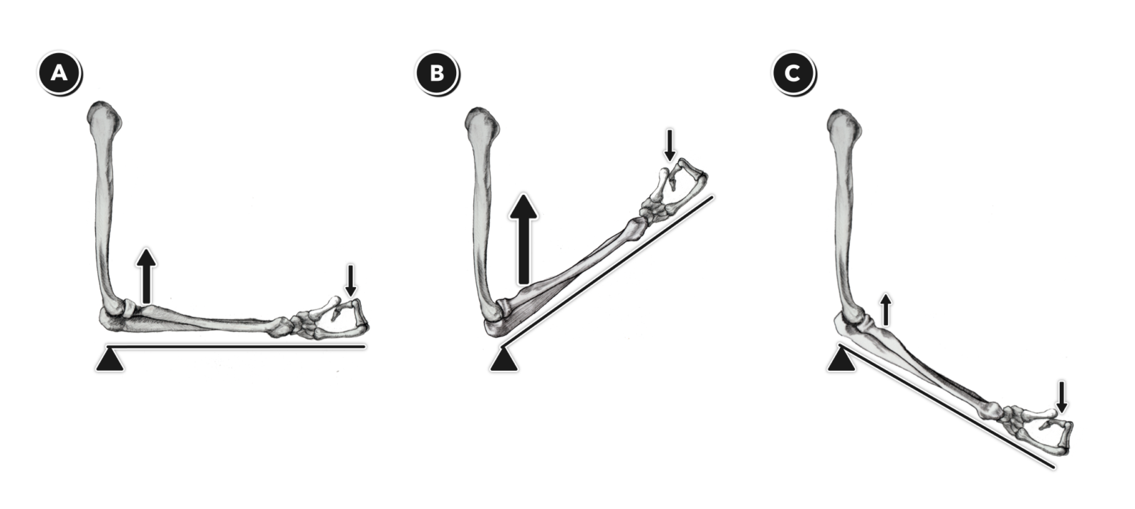 CrossFit Anatomy of Levers, Part 4 ThirdClass Levers