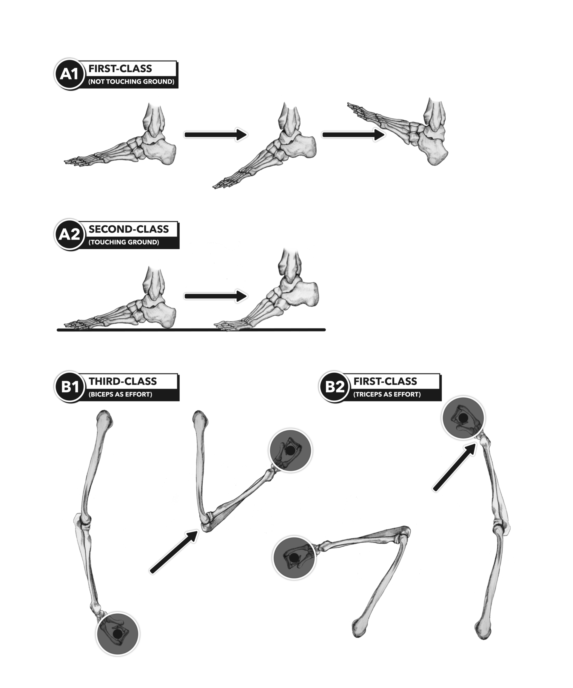 Lever System Definition Anatomy