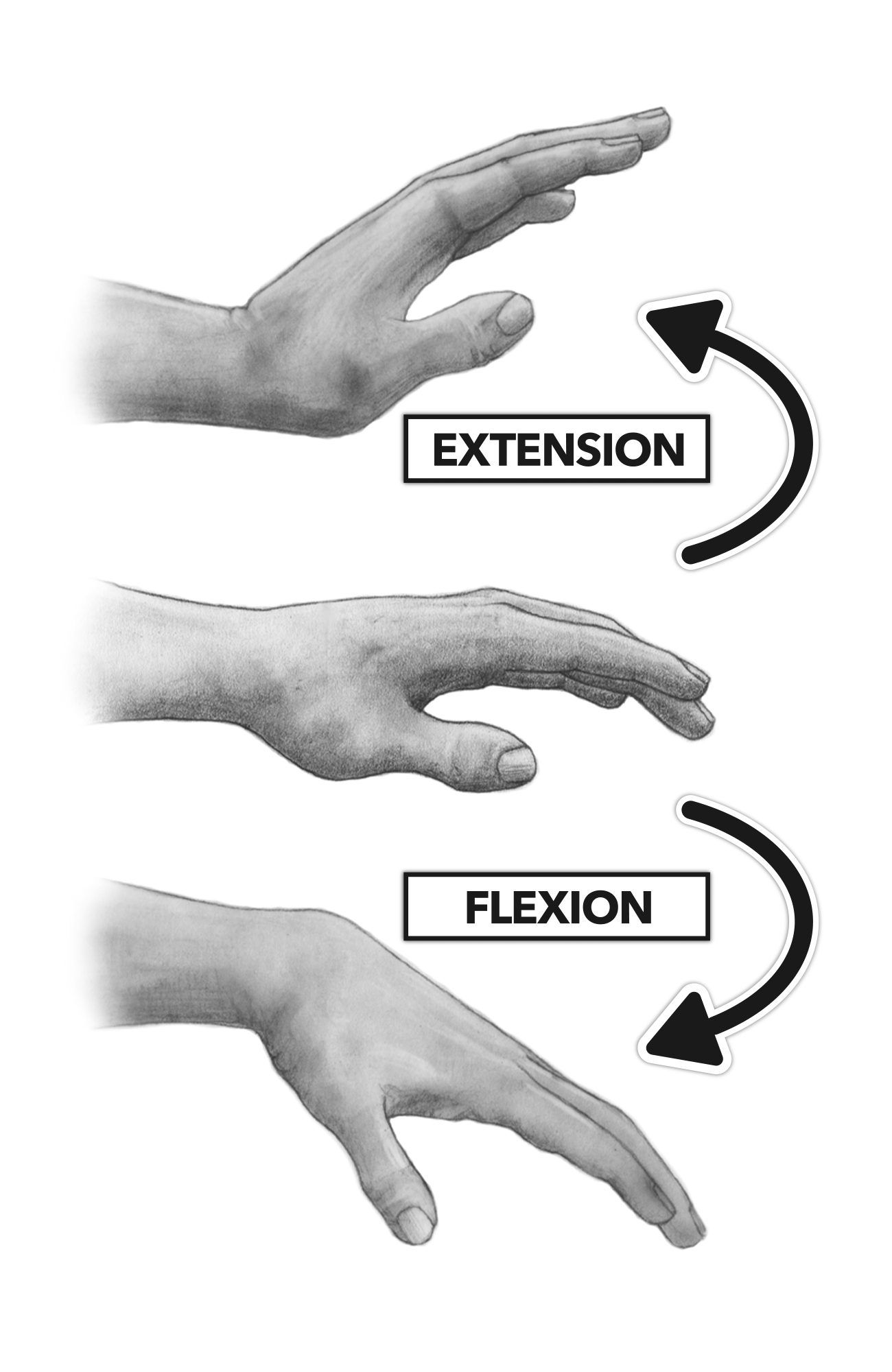 Wrist Flexion And Extension