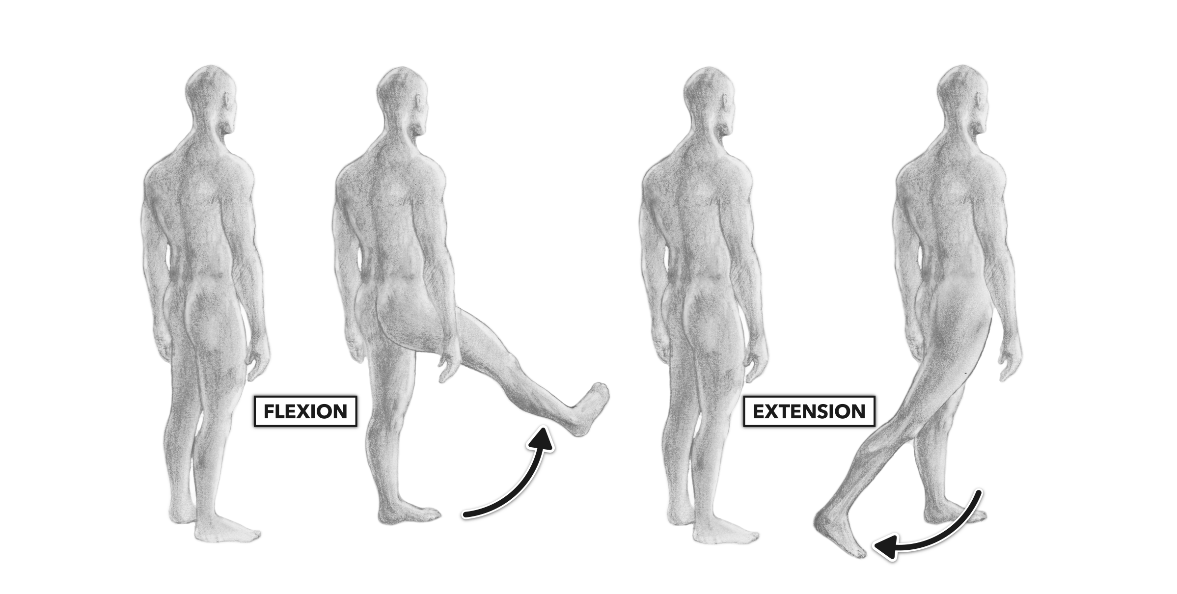 four way hip extension