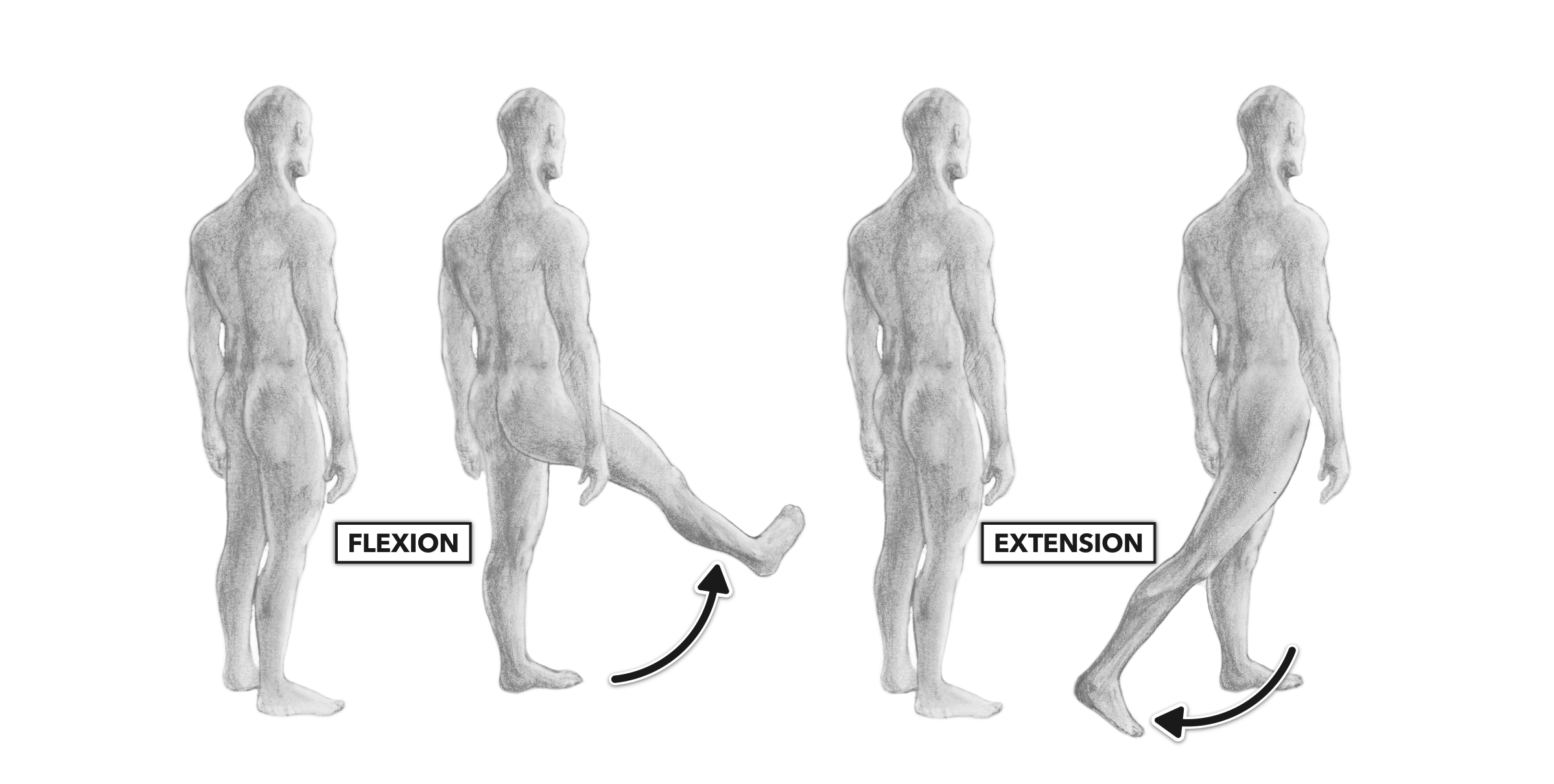 Flexion Of The Hip Muscles Used In Hip Flexion Shotgnod