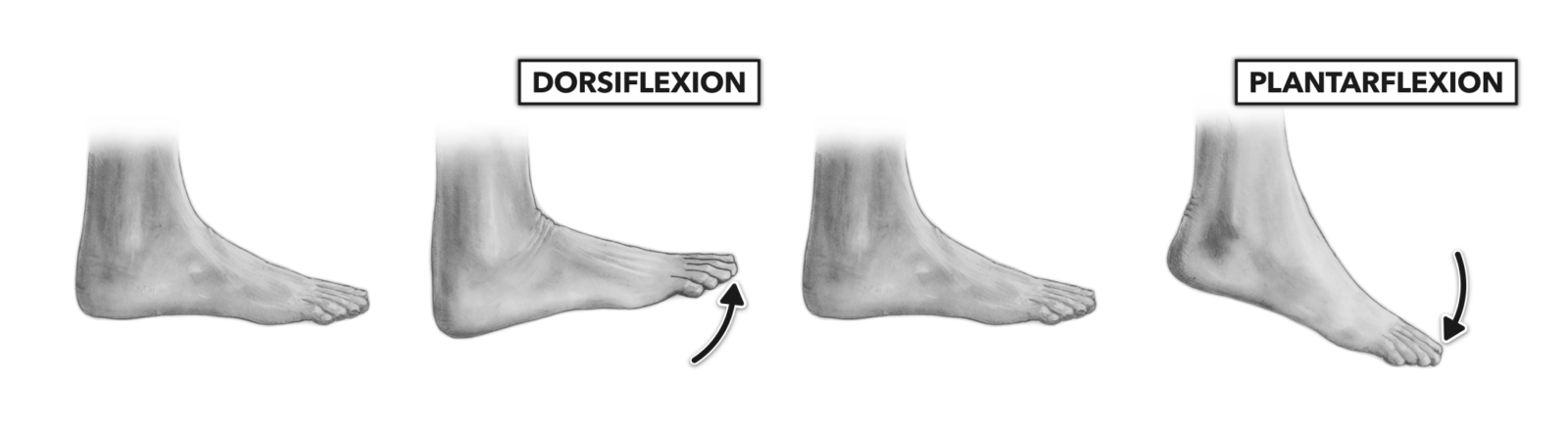 crossfit-movement-about-joints-part-7-the-ankle