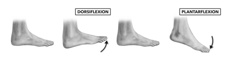 Diagram of the ankle dorsi-plantar-flexion and correspondent angle