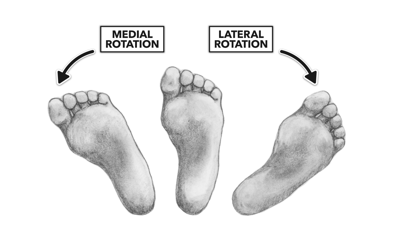 CrossFit Movement About Joints Part 7 The Ankle