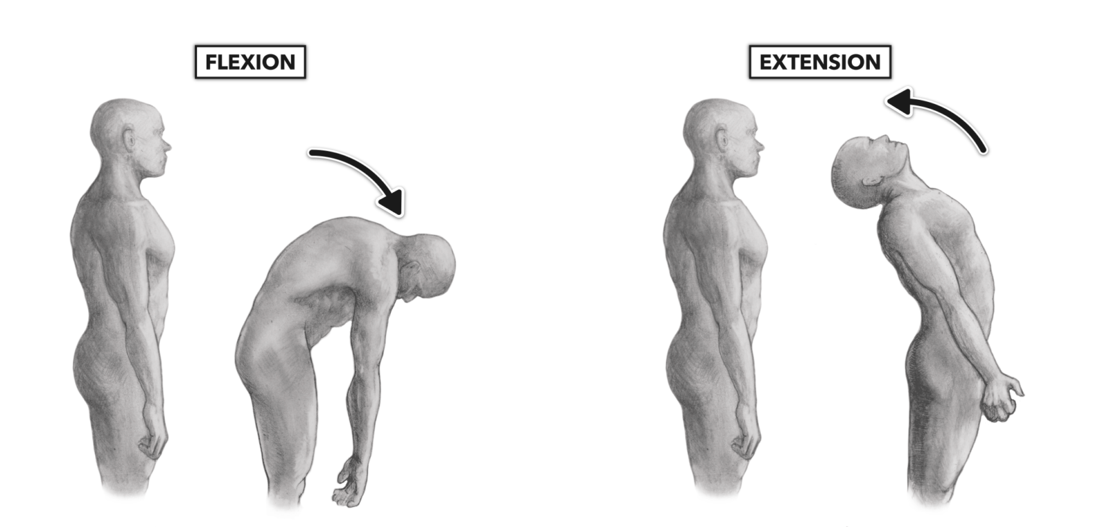 CrossFit Movement About Joints Part 8 The Vertebral Column