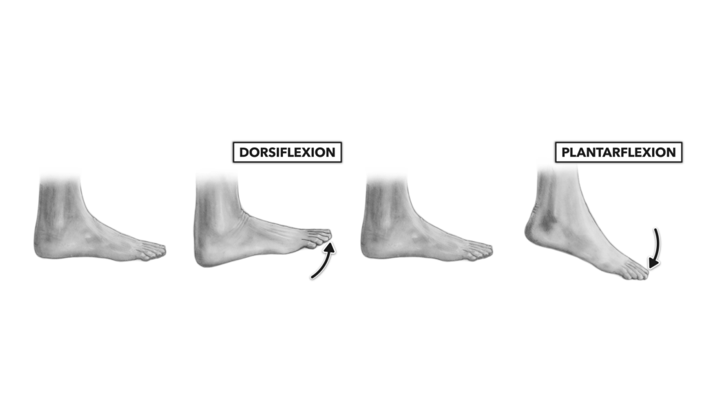 CrossFit  Movement About Joints, Part 7: The Ankle