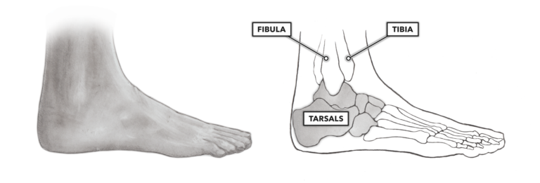 Why is ankle extension called plantar flexion?