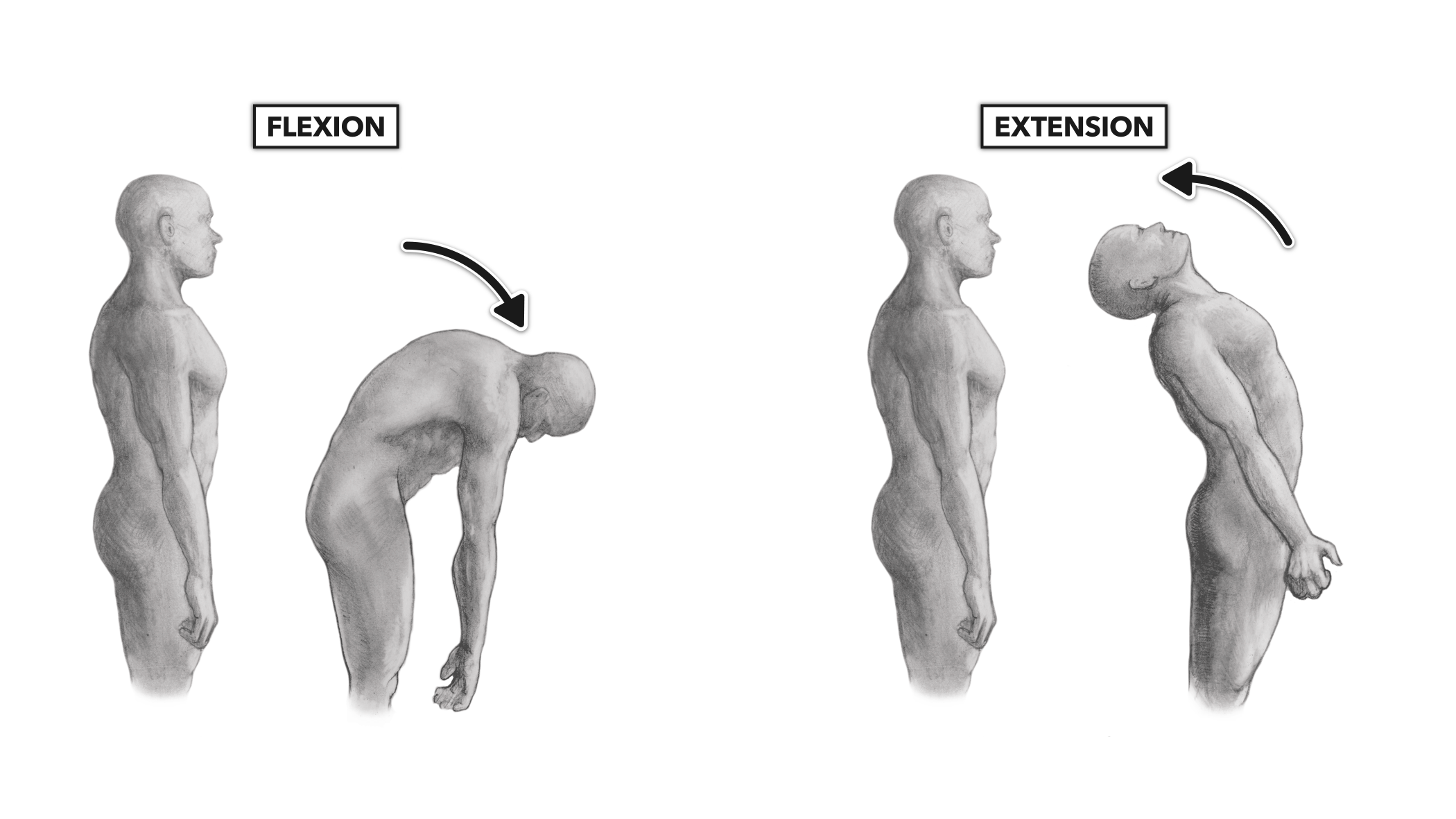 CrossFit Movement About Joints Part 8 The Vertebral Column