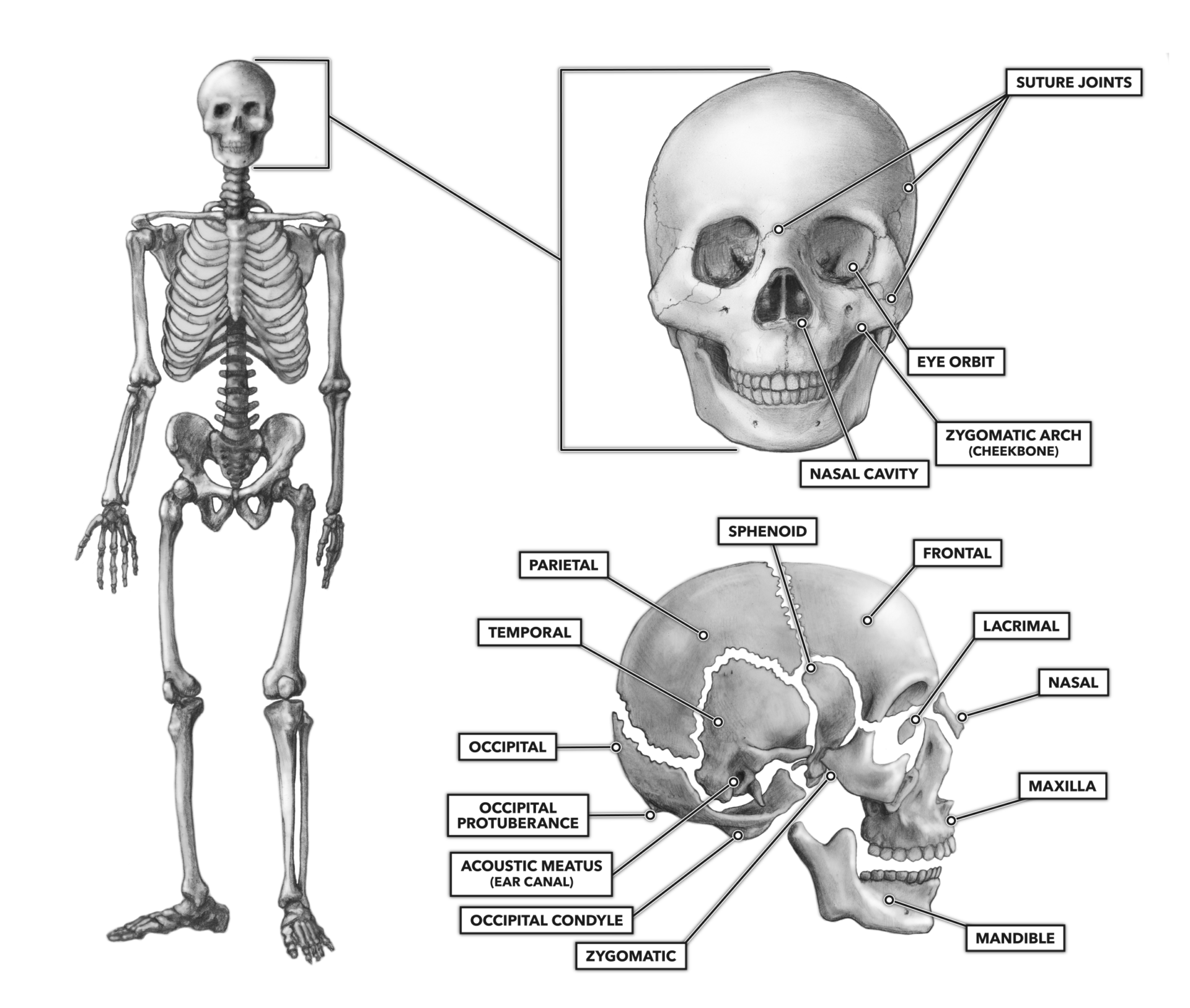 the extra bones that sometimes develop between the flat bones of the skull are called