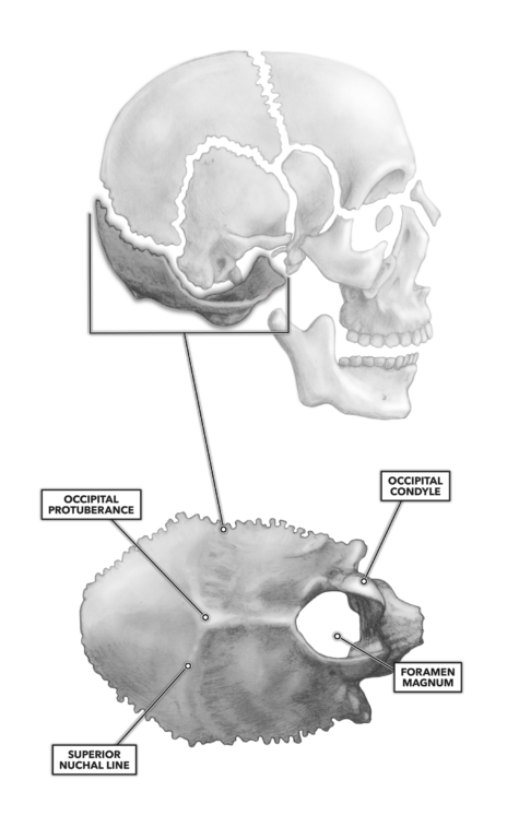 Occipital Bone Foramen Magnum 6306