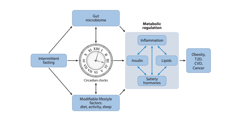 Effects of fasting on metabolism
