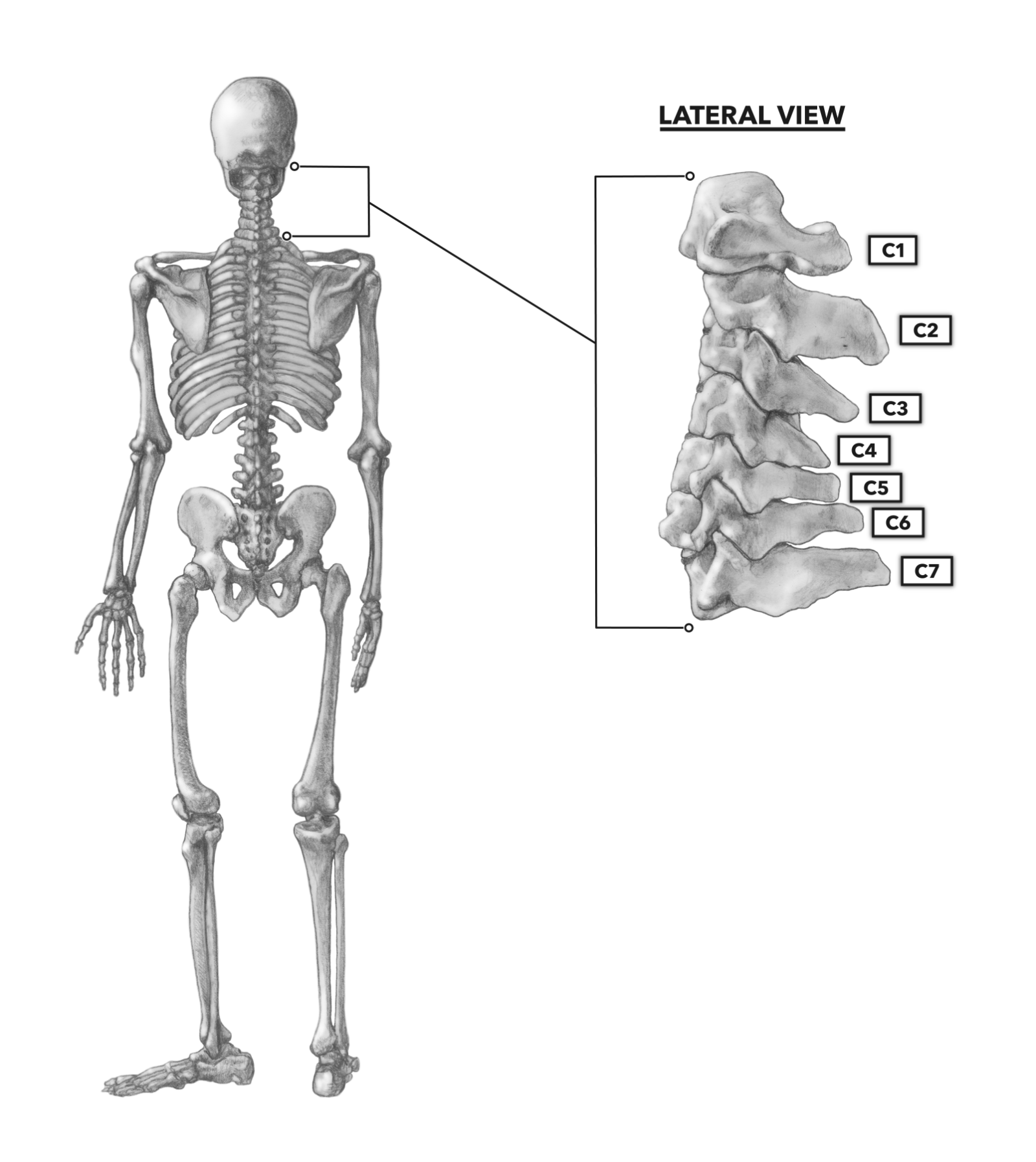 Crossfit The Cervical Vertebrae 3618