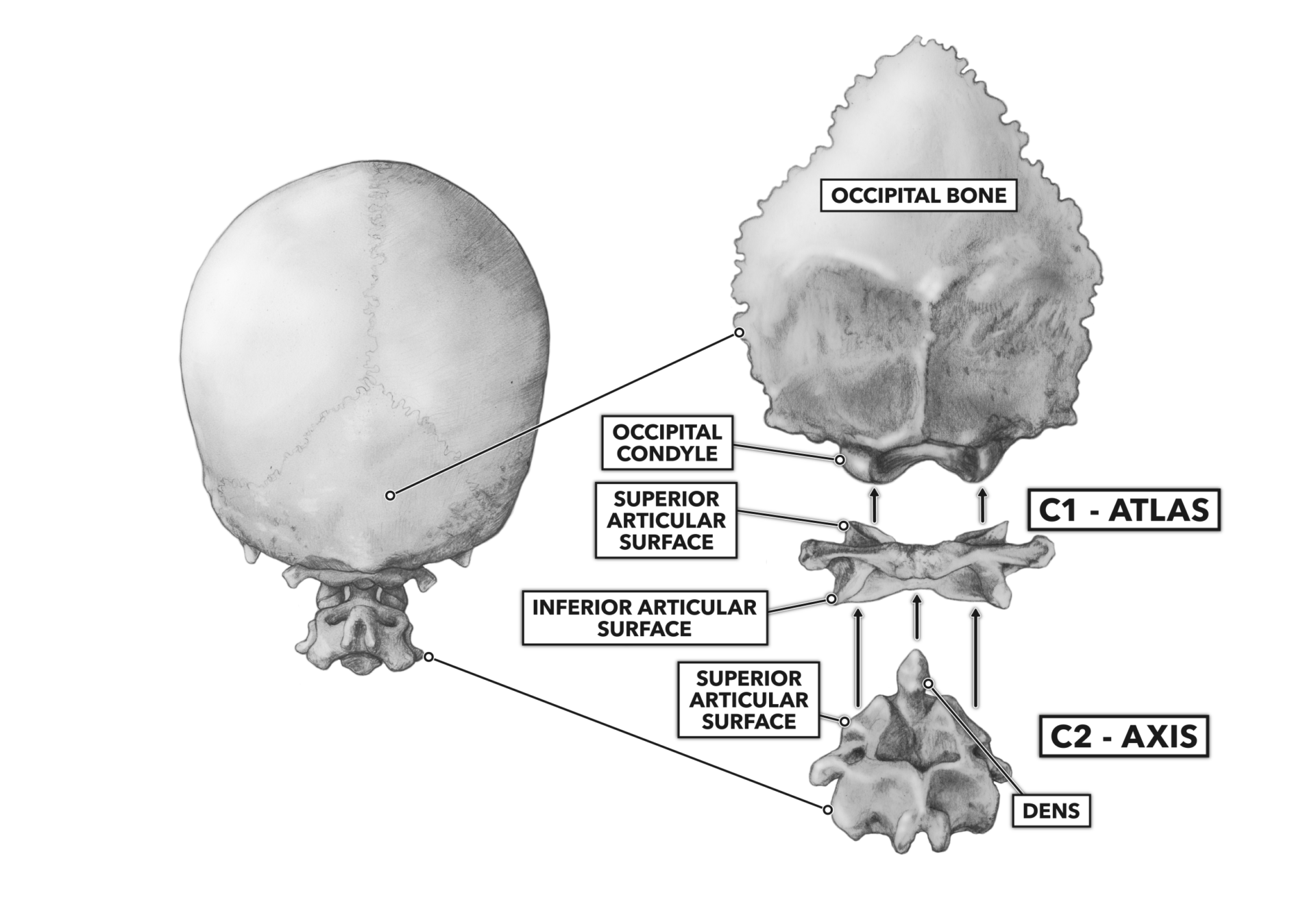 Crossfit The Cervical Vertebrae 3805