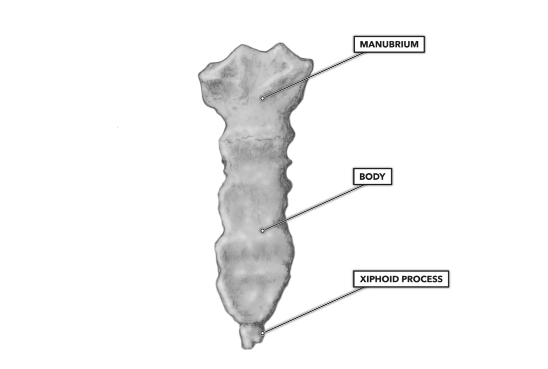 CrossFit | The Thoracic Vertebrae and Other Thoracic Bones