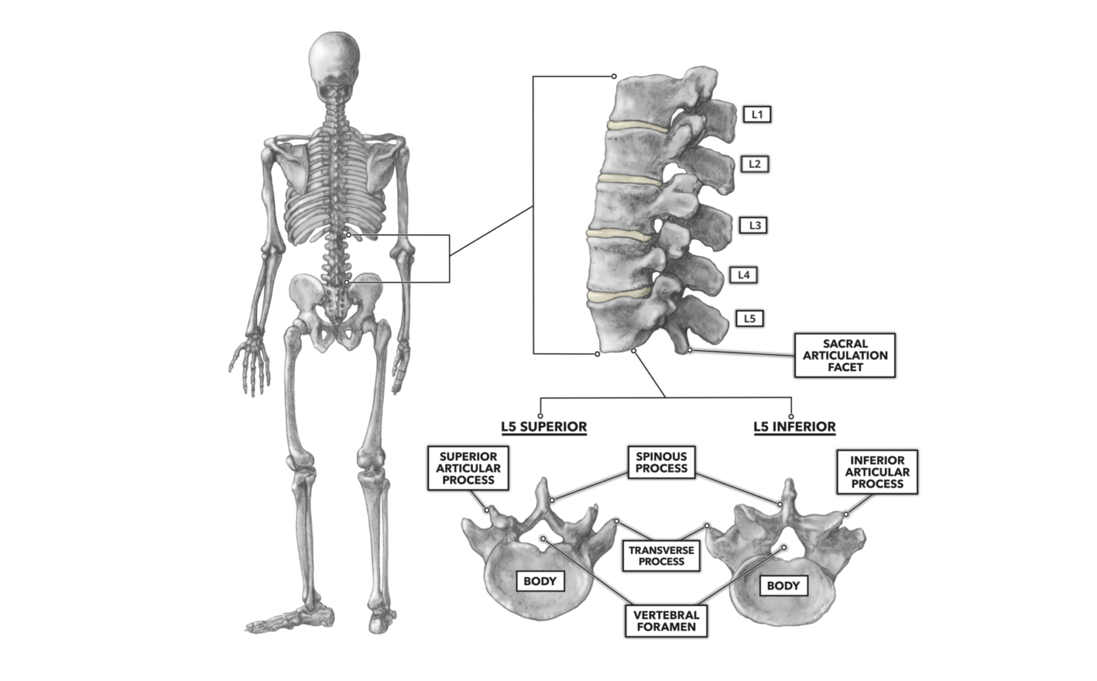 picture of lumbar vertebrae