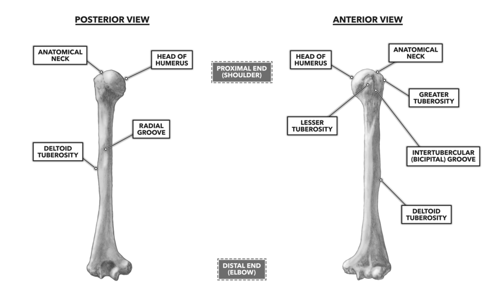 CrossFit | Bones of the Shoulder