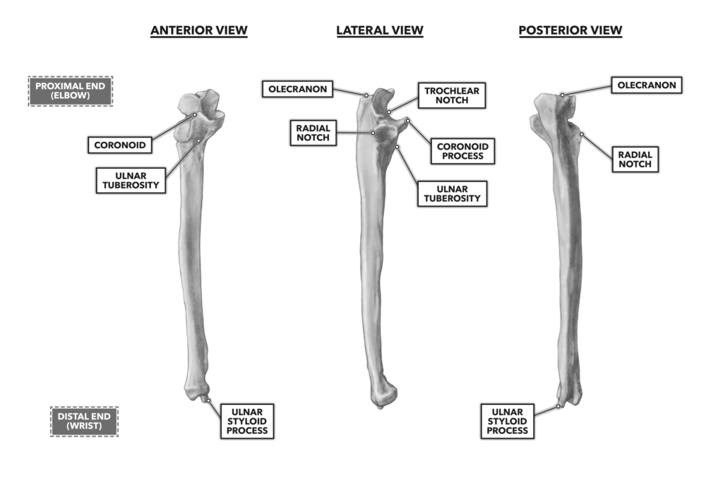 What Is The Distal End Of The Ulna Called