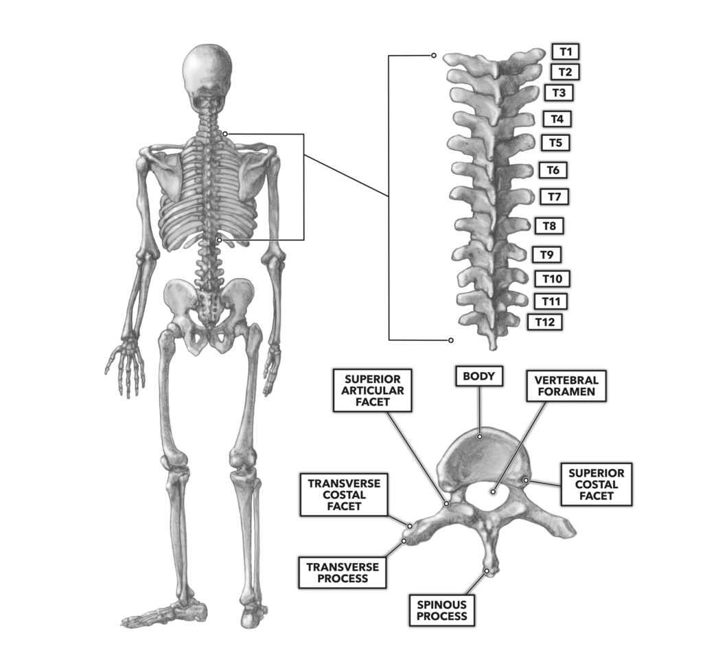 CrossFit | The Thoracic Vertebrae