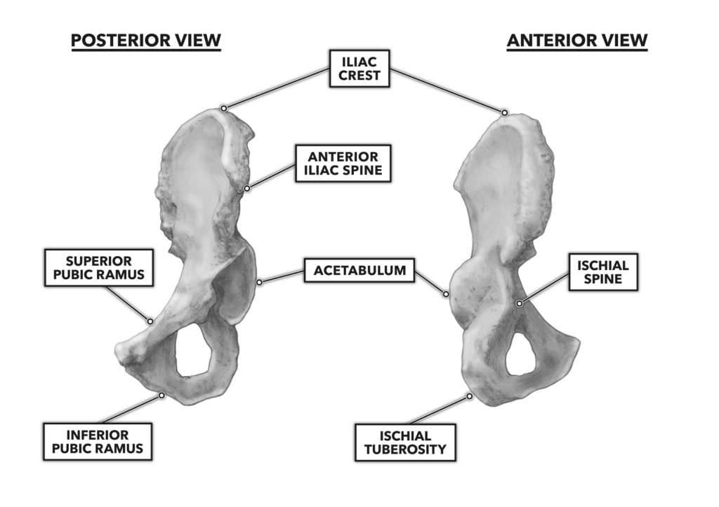 CrossFit | Bones of the Hip & Pelvis