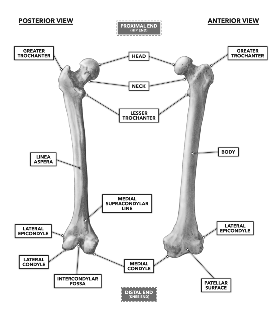 CrossFit | Bones of the Hip & Pelvis