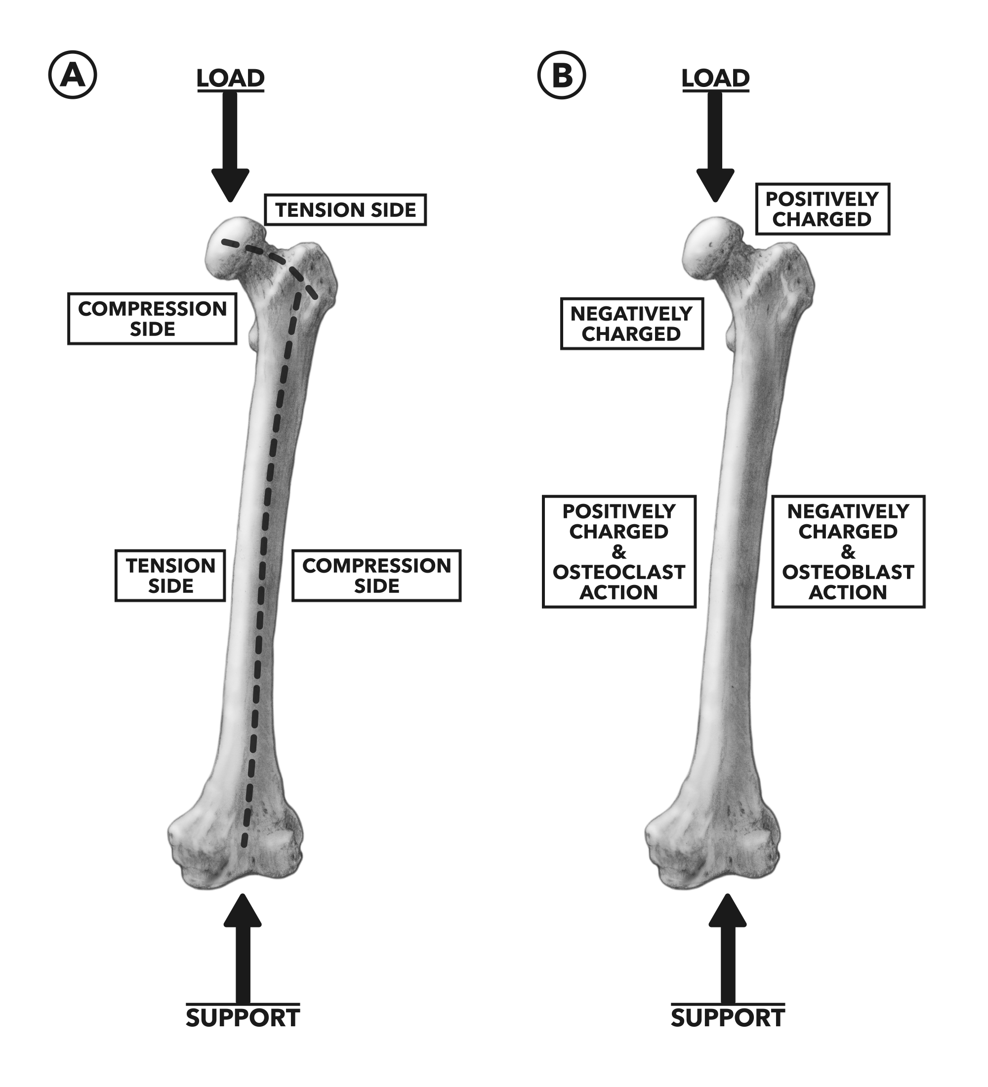 crossfit-knochenablagerung-und-osteoporose-lost-world