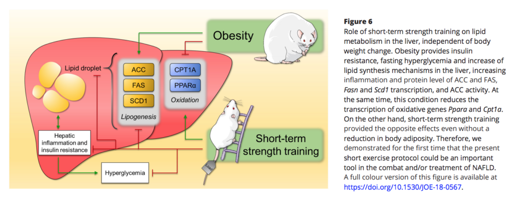 CrossFit | Short-Term Strength Training Reduces Gluconeogenesis and ...