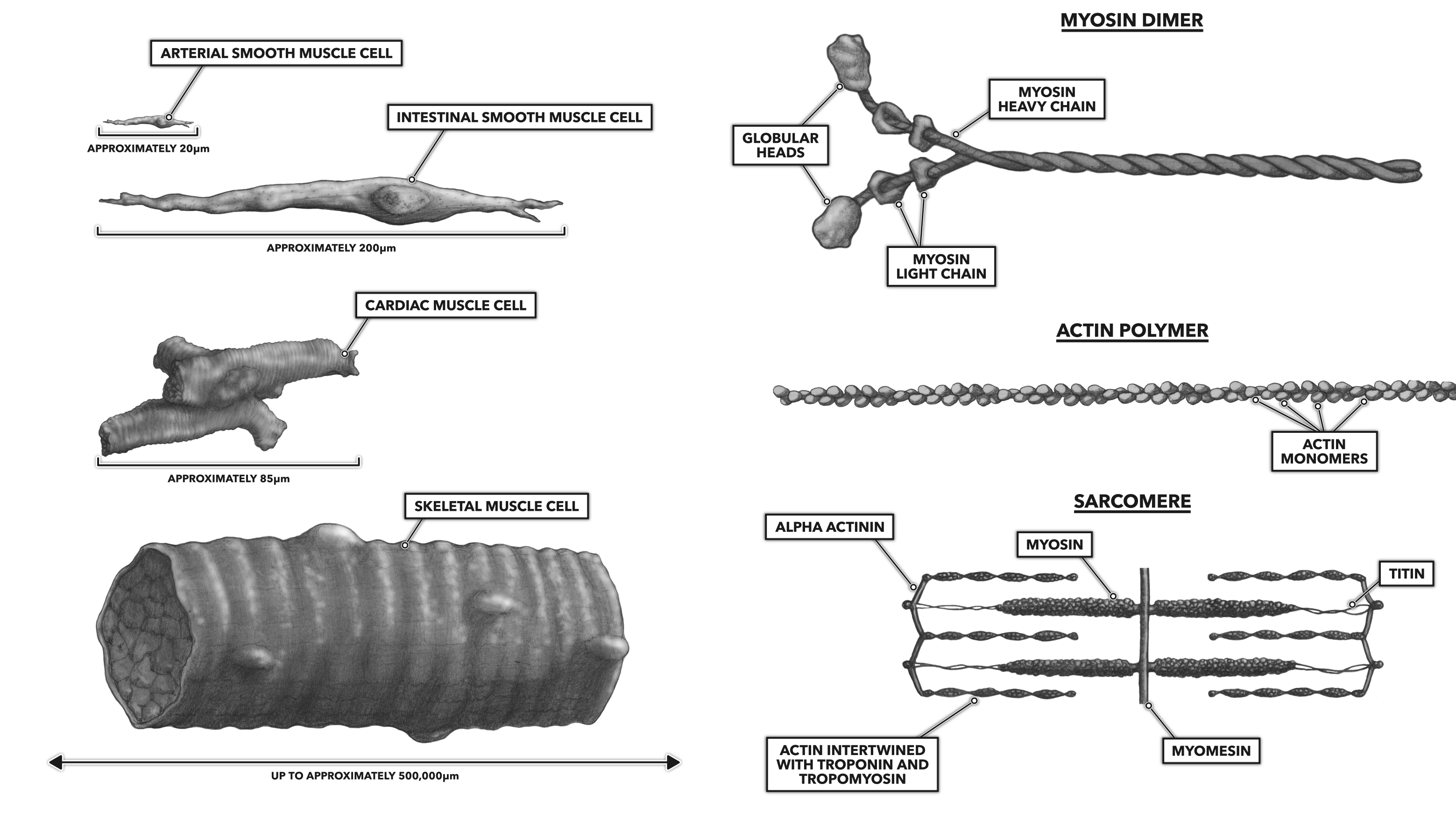 crossfit-muscle-basics-part-1-cells-proteins-and-sarcomeres