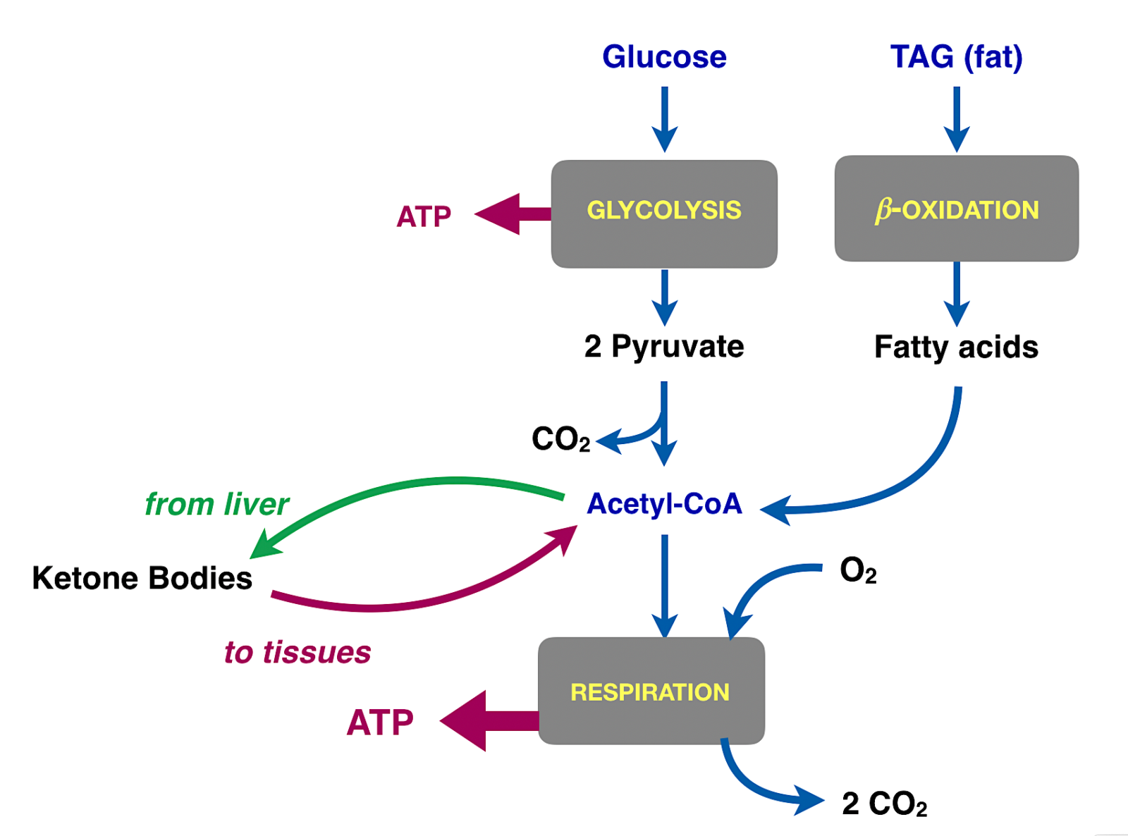 CrossFit | Cancer and Metabolism, Part 1