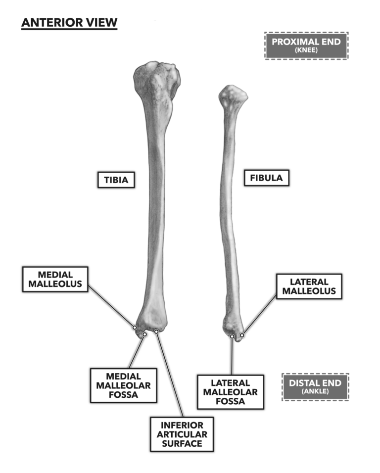 CrossFit | Bones of the Foot and Ankle