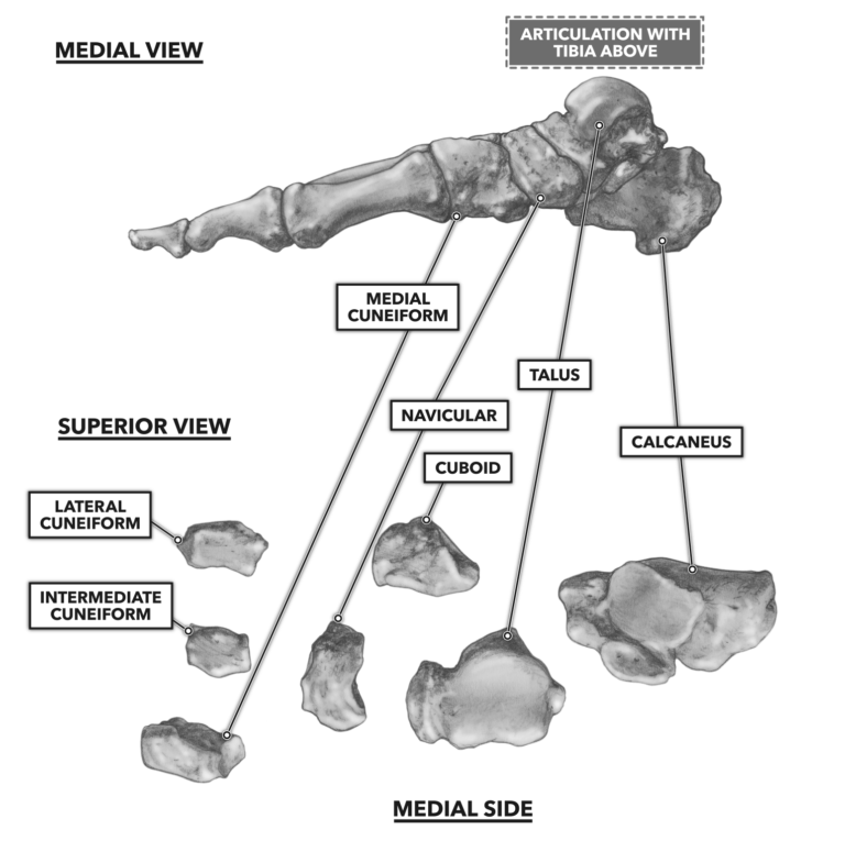 CrossFit Bones of the Foot and Ankle