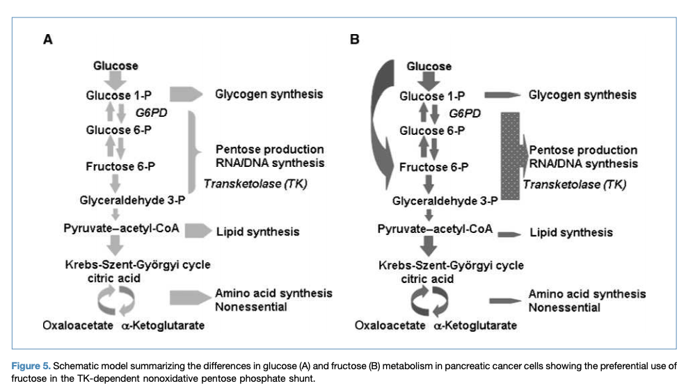 CrossFit | Fructose Induces Transketolase Flux to Promote Pancreatic ...