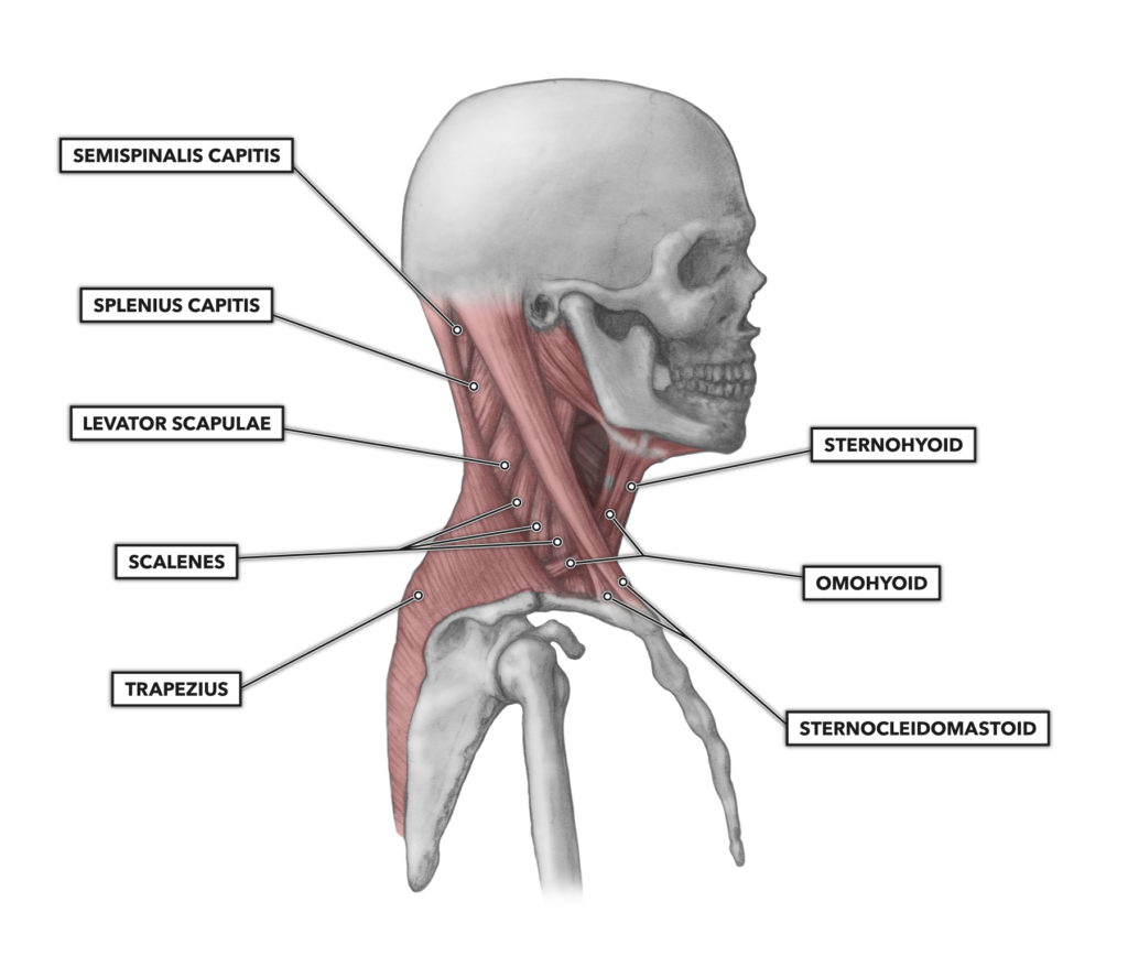 crossfit-cervical-muscles-part-1