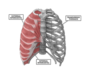 CrossFit | Thoracic Muscles, Part 2