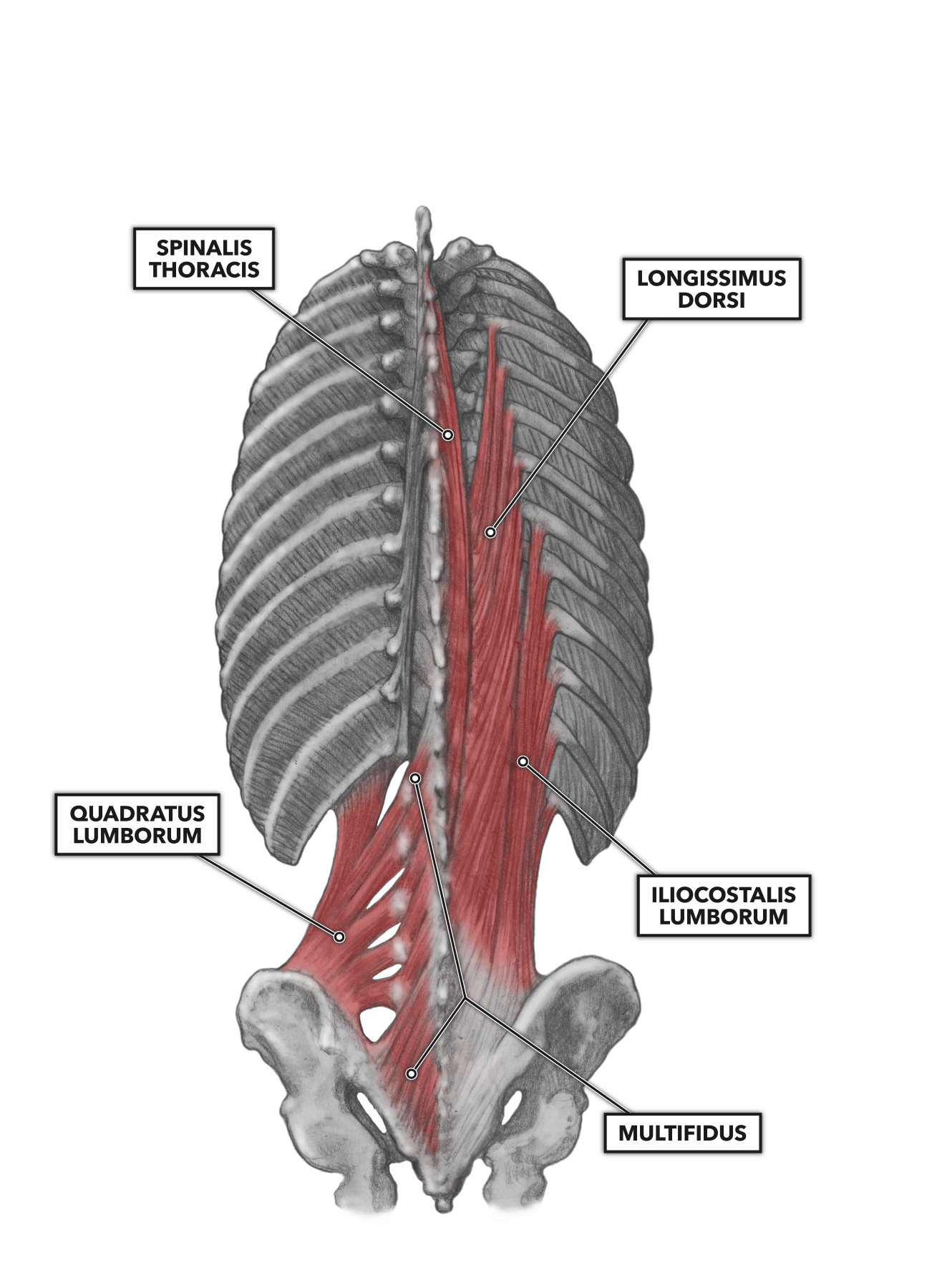 Lumbar Spine Muscles Anatomy