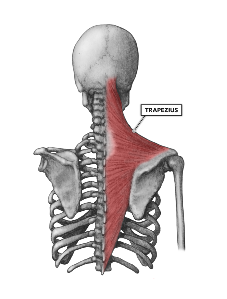 CrossFit | Cervical Muscles, Part 2