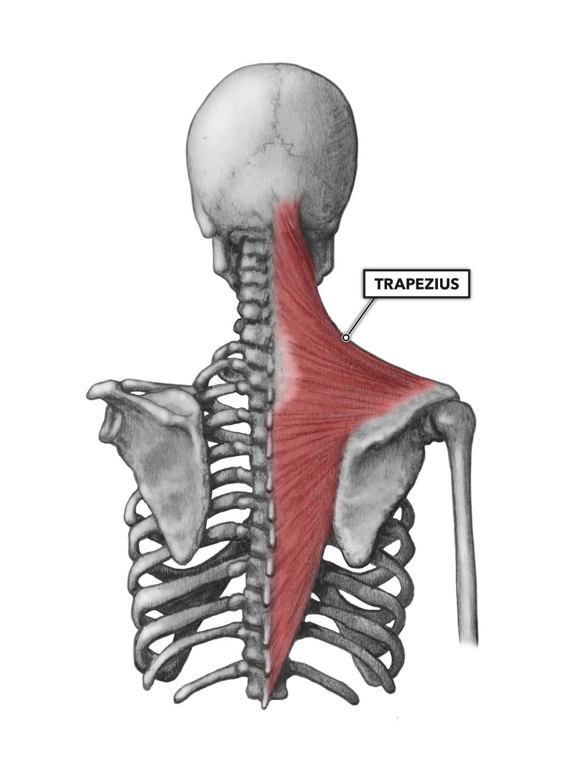 Трапециевидная мышца (m. Trapezius)