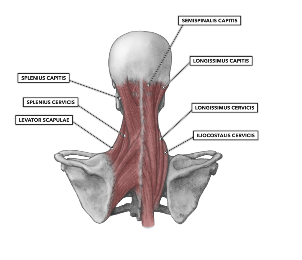 CrossFit | Cervical Muscles, Part 2