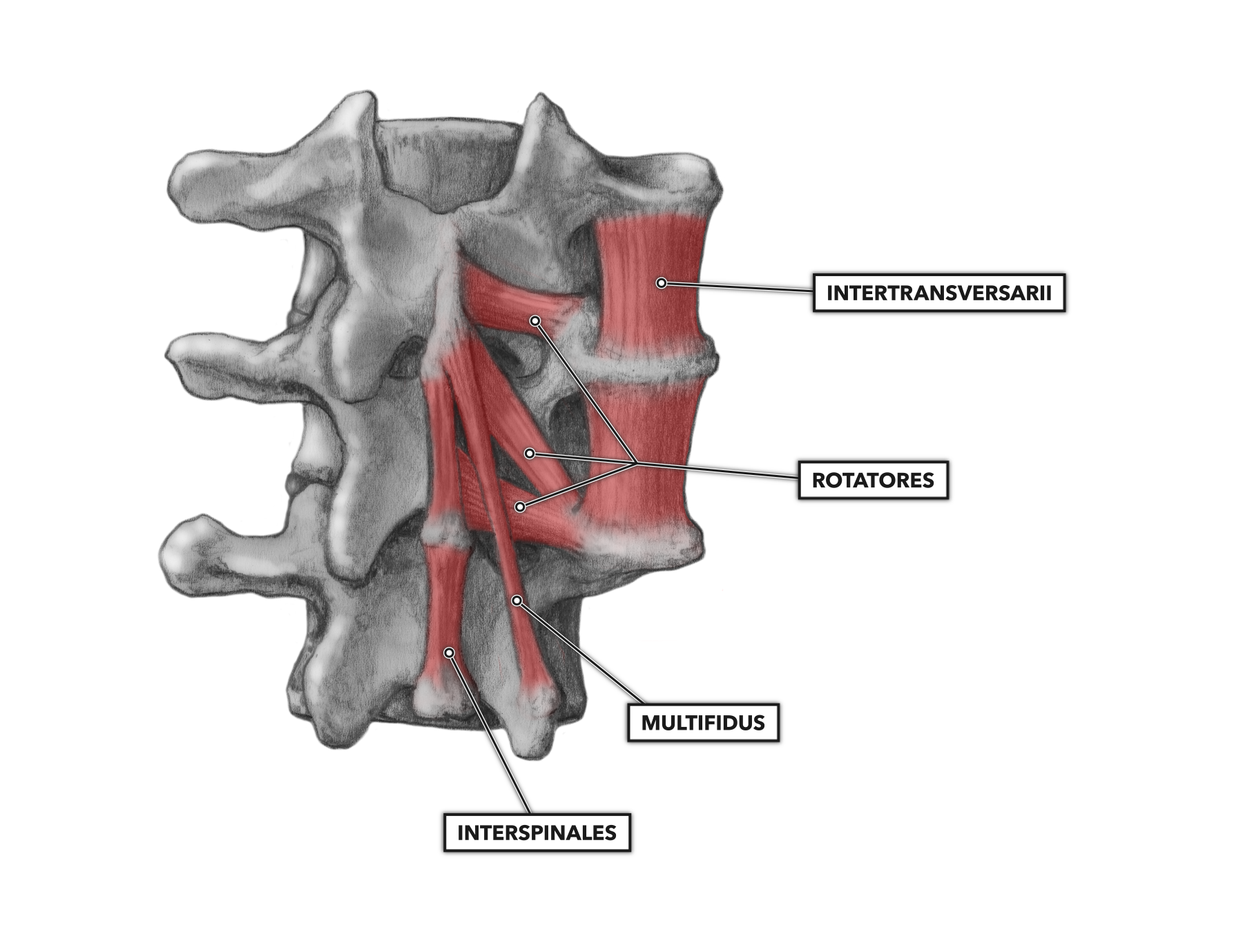 Musculus Multifidus