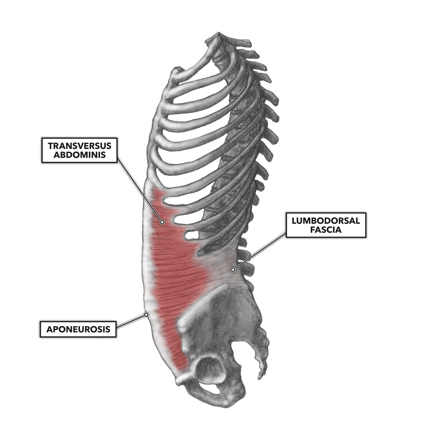 lumbosacral muscles