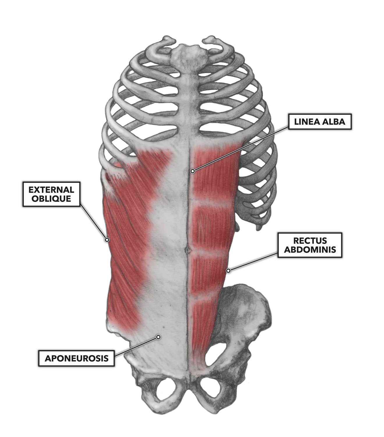 Crossfit Lumbar Muscles Part 2