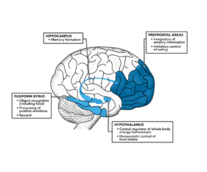 CrossFit | Impaired Insulin Action in the Human Brain: Causes and ...