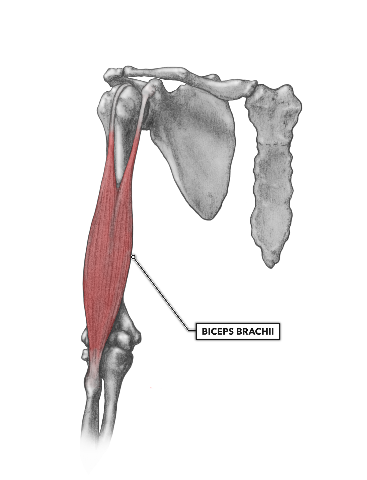 Двуглавая мышца плеча. Biceps brachii мышца. Двуглавая мышца плеча анатомия. M biceps brachii прикрепление. Длинная головка двуглавой мышцы плеча.