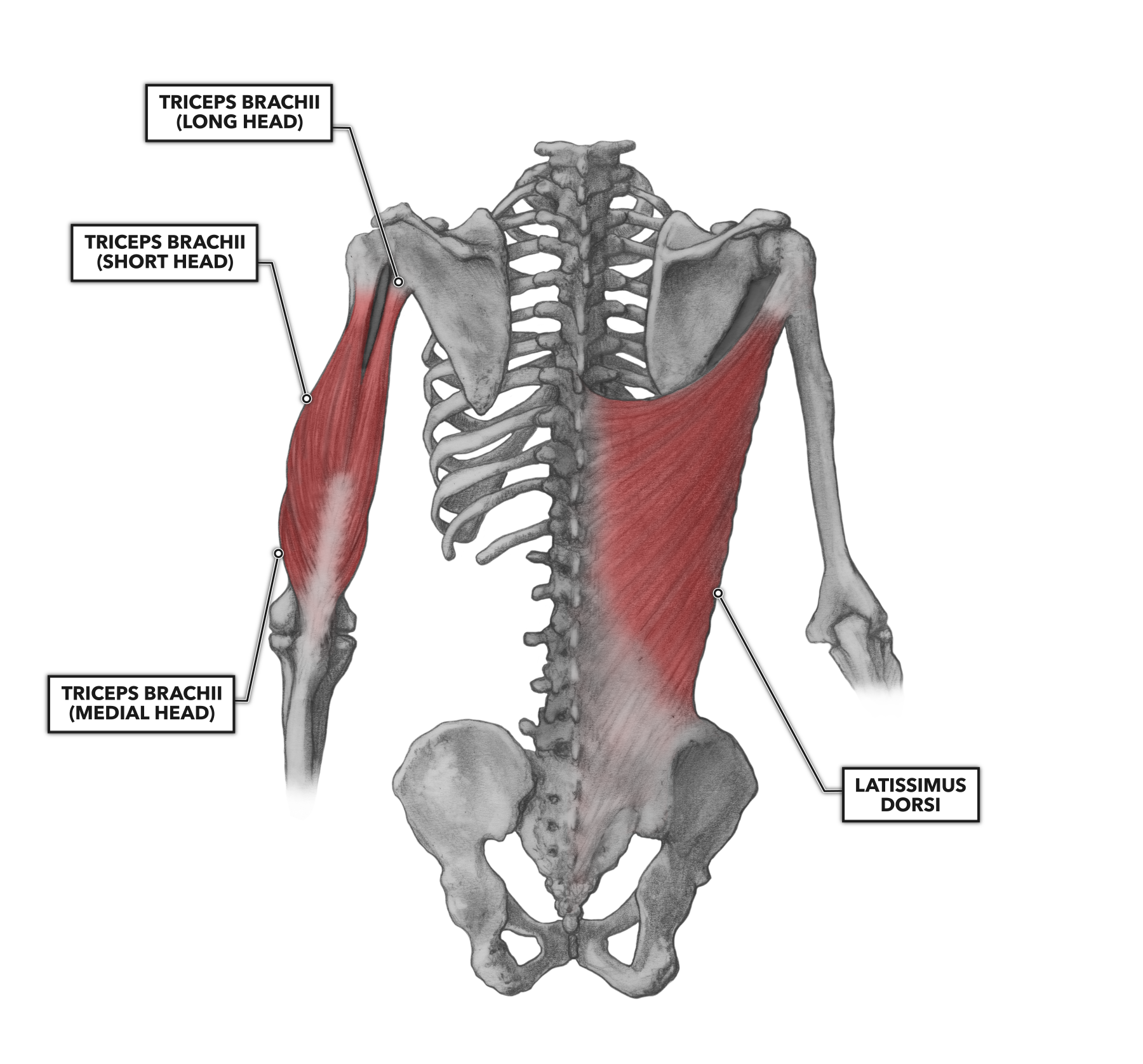 Latissimus Dorsi muscle