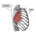 CrossFit | Shoulder Muscles, Part 2: Posterior Musculature