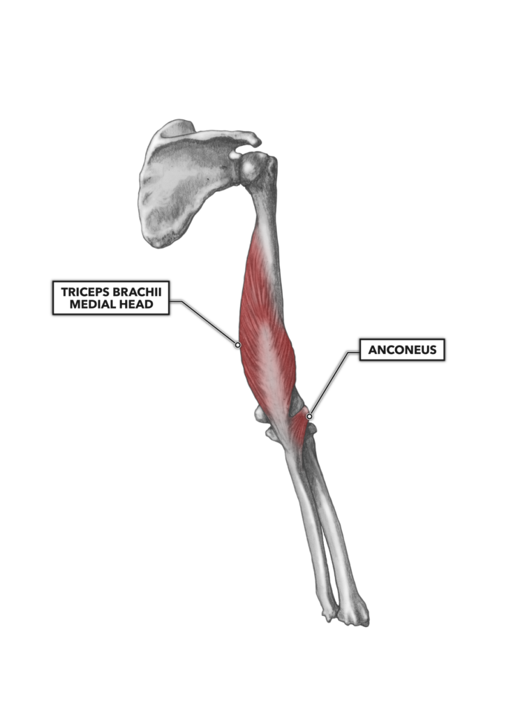 CrossFit | Elbow Musculature, Part 2: Posterior Extensors