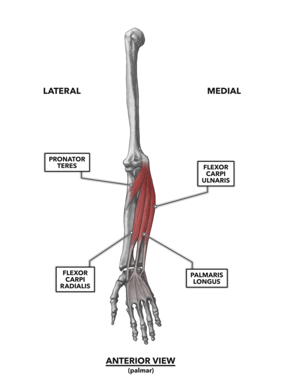 muscles of the hand and wrist