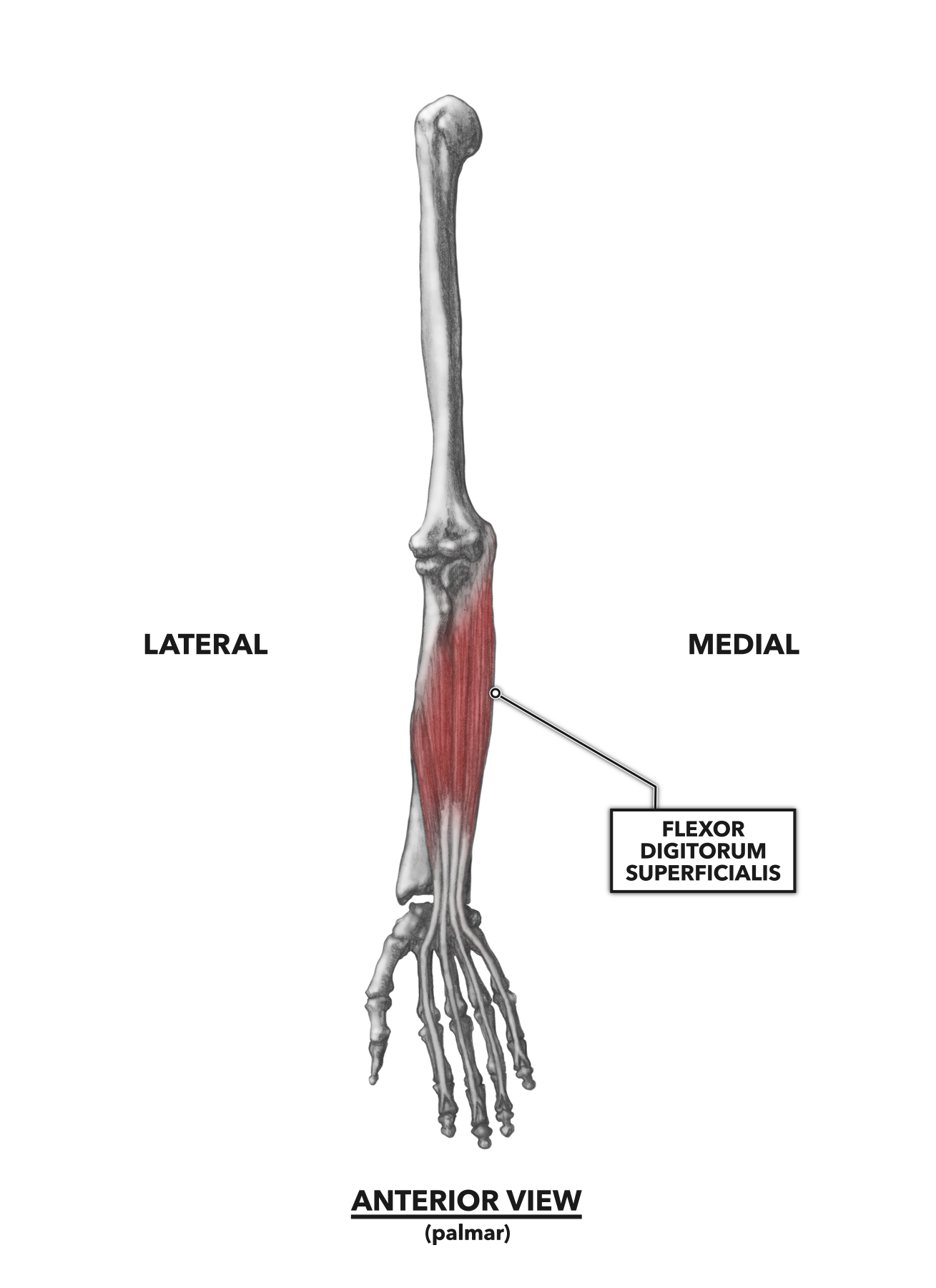 CrossFit | Wrist Musculature, Part 1: Anterior Muscles