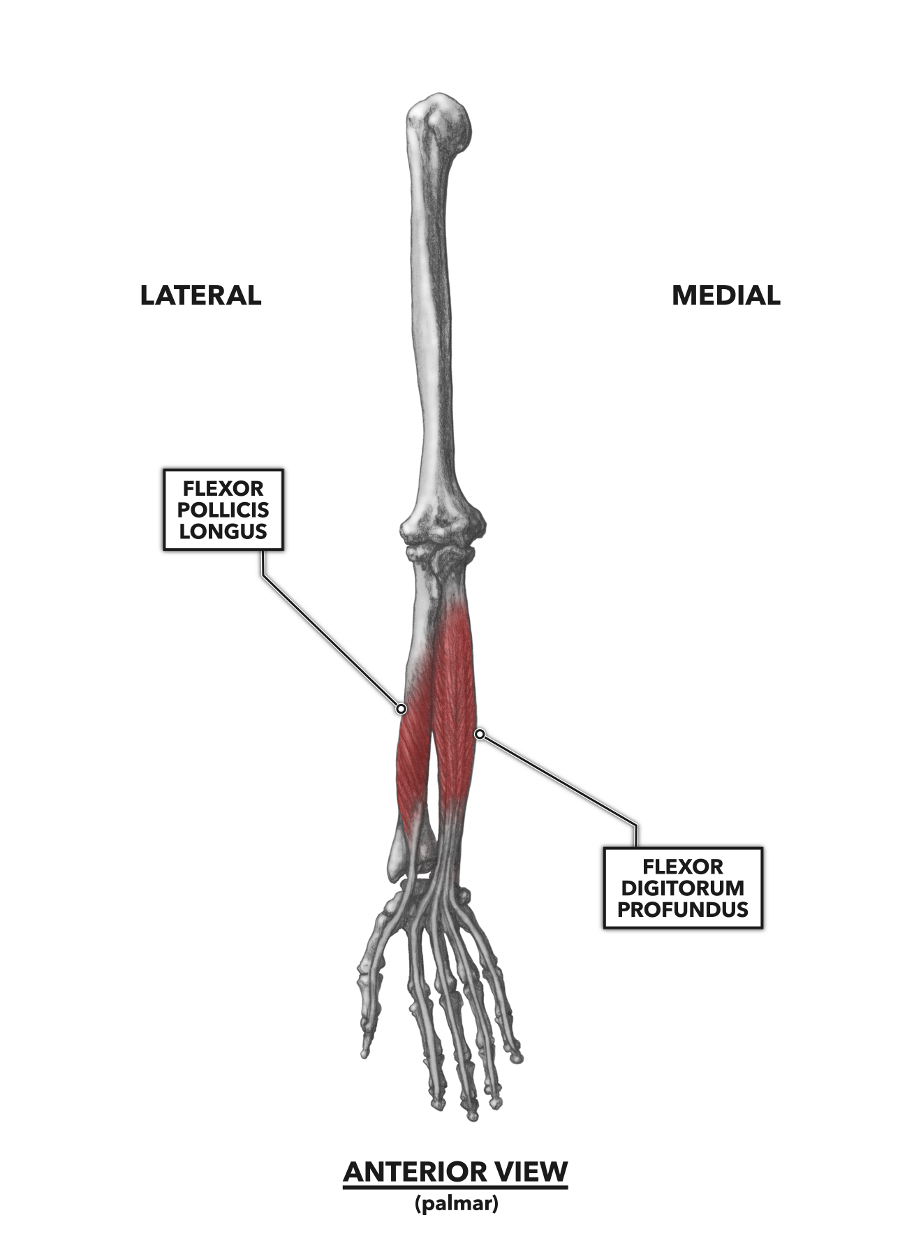 CrossFit | Wrist Musculature, Part 1: Anterior Muscles