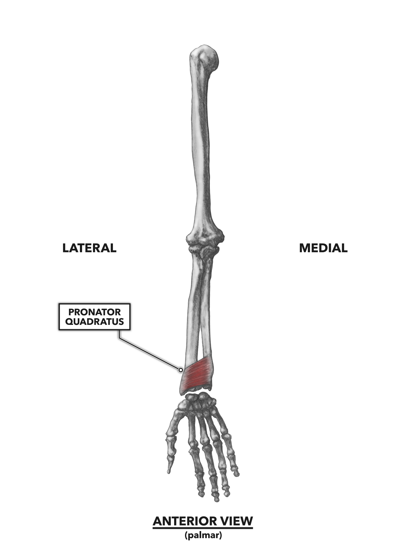 Crossfit Wrist Musculature Part 1 Anterior Muscles